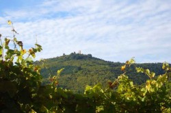 LA VIGNE BUISSONNIERE, Côté Cave