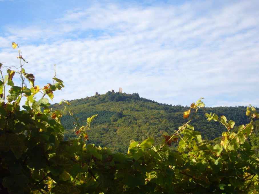 LA VIGNE BUISSONNIERE, Côté Cave