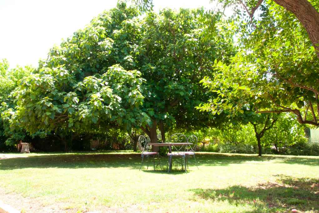 Mas de la Tamarissiere