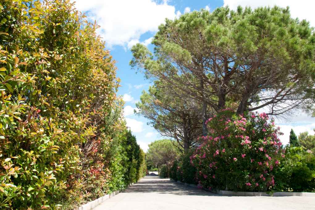Mas de la Tamarissiere
