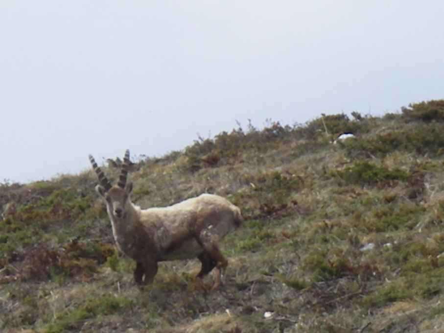 Le Chalet du Dome des Sonnailles